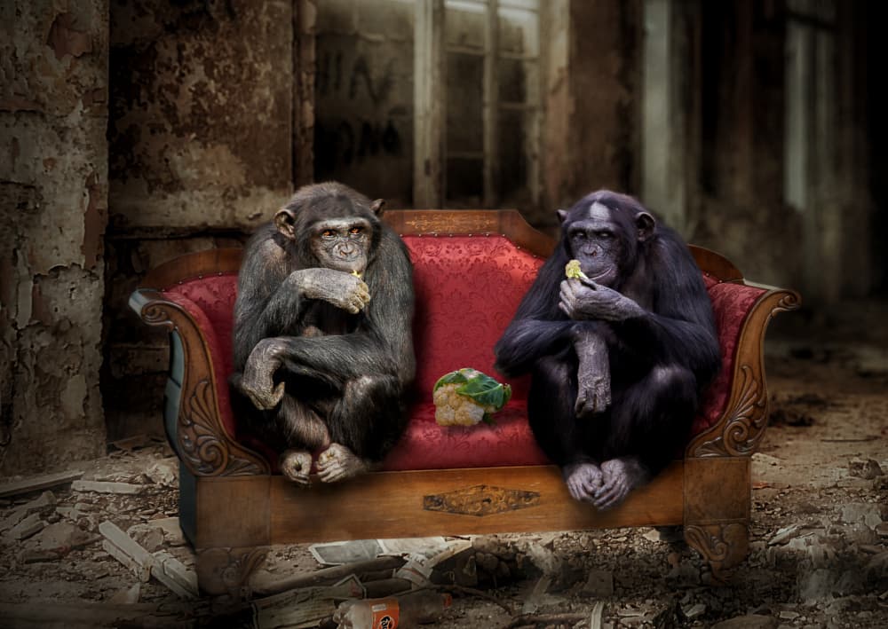 Two Chimpanzees Red Sofa by Gabrielle Halperin — canvas wall art