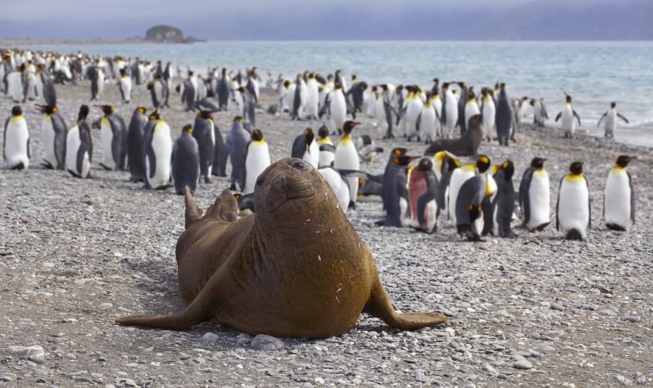 Penguin Colony and Seal by Sergey Kokinskiy — canvas wall art