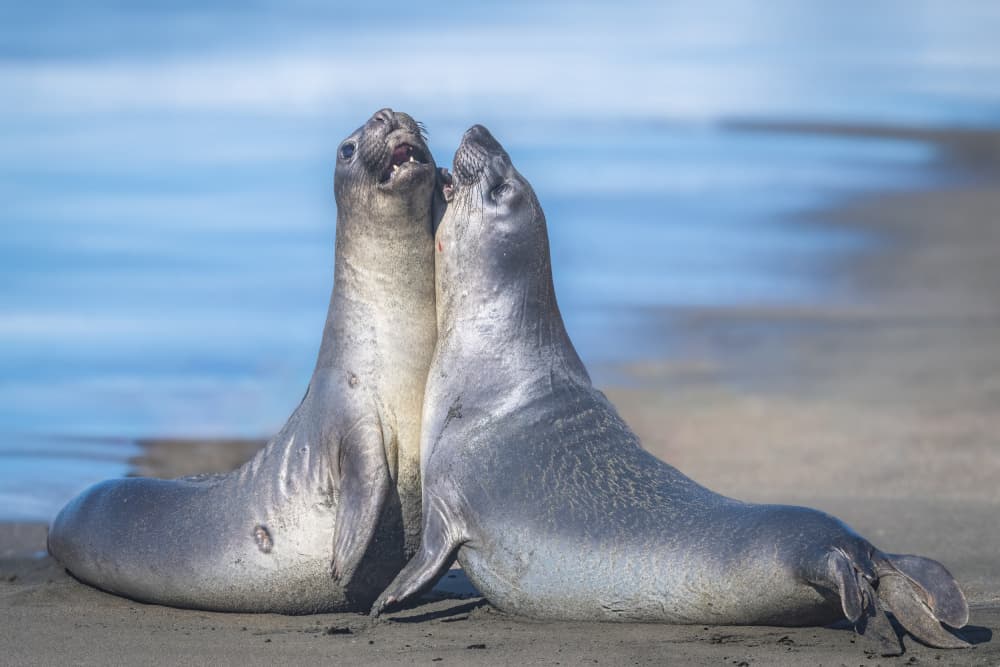 Playful Elephant Seals by Jeffrey C. Sink — canvas wall art