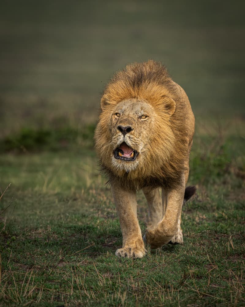 Majestic Lion Roar by Yogesh Bhatia — canvas wall art