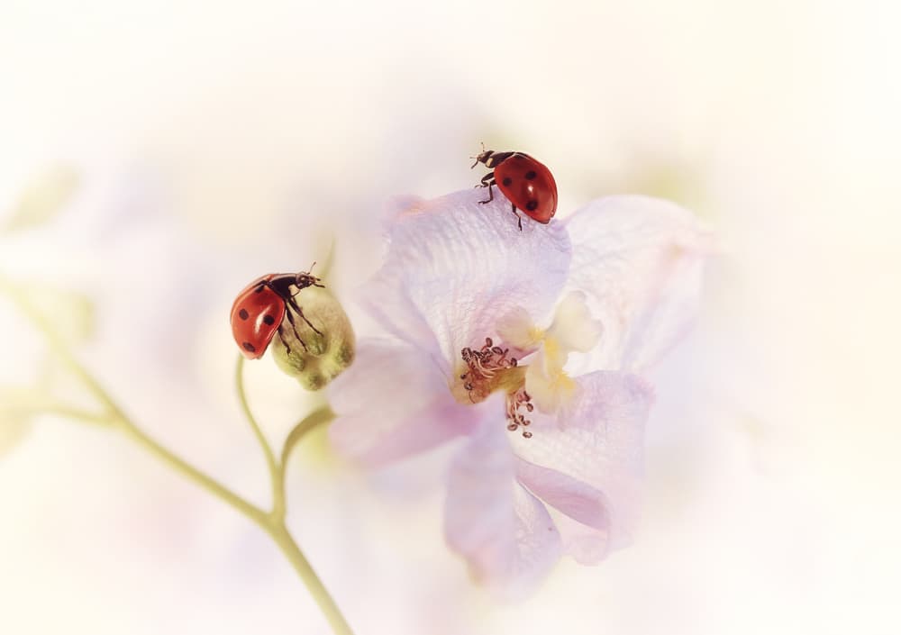 Gentle Ladybugs on Bloom by Ellen van Deelen — canvas wall art