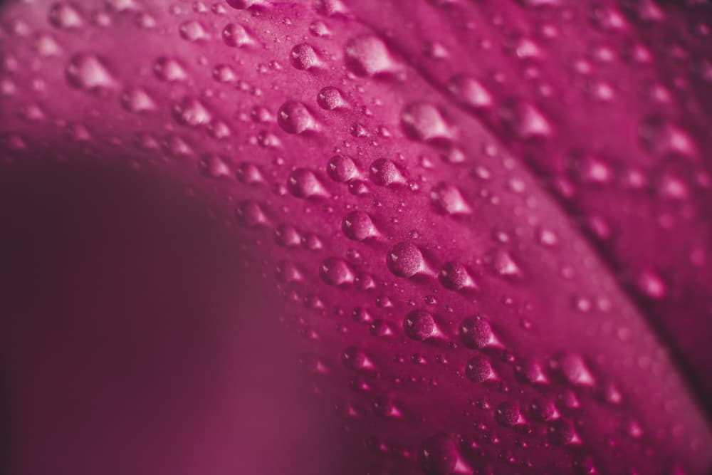 Dewy Pink Petal by Javier Pardina — canvas wall art