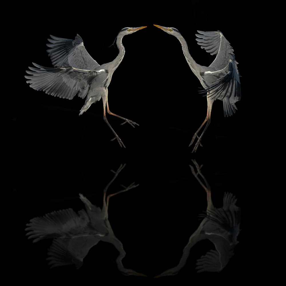 Reflected Heron Embrace by Boris Lichtman — canvas wall art