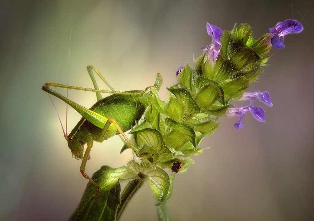 Grasshopper on Purple Flower by Jimmy Hoffman — canvas wall art