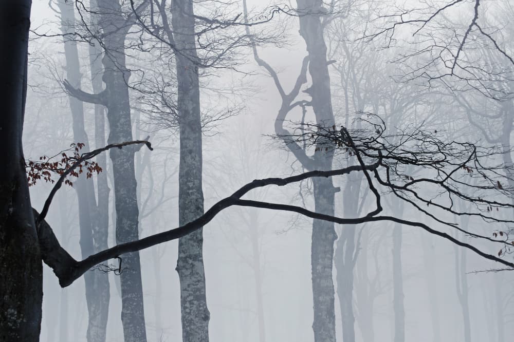 Misty Forest Silence by Ralitsa Byalkova — canvas wall art