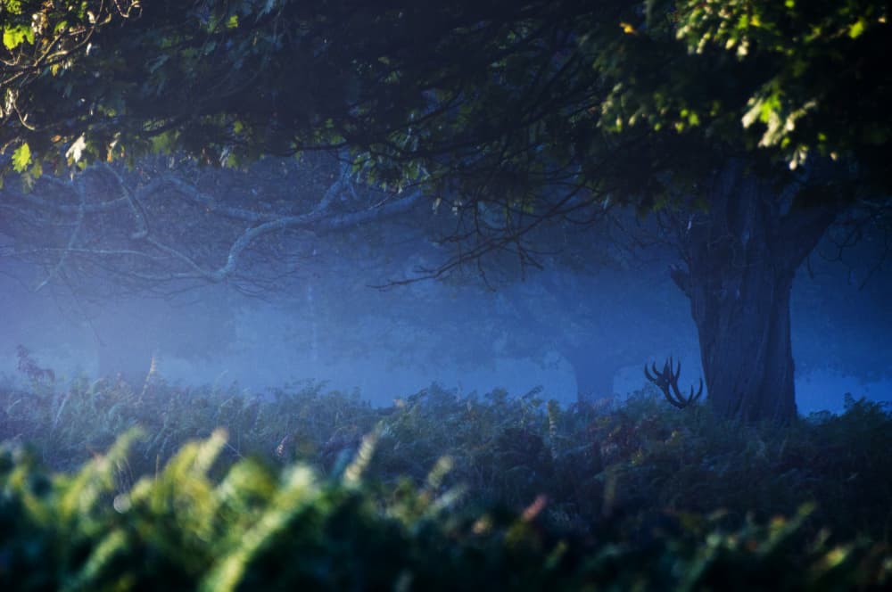 Deer in Misty Forest by Gheorghita Nemtanu — canvas wall art