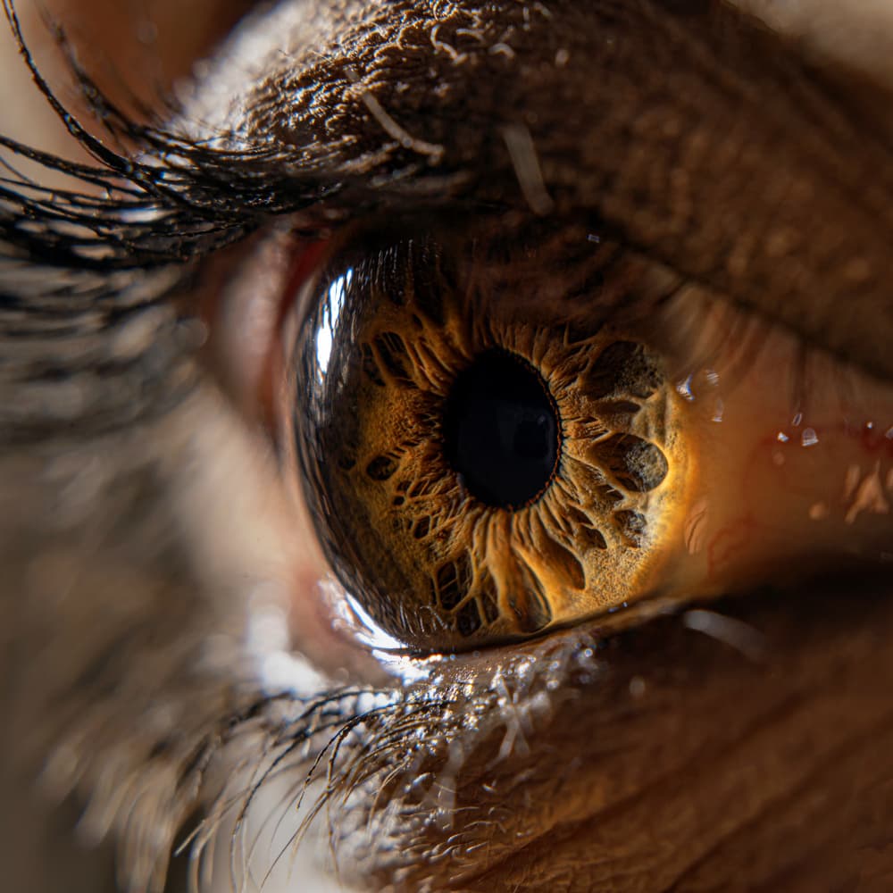 Golden Eye Detail by Abbas Arabzadeh — canvas wall art