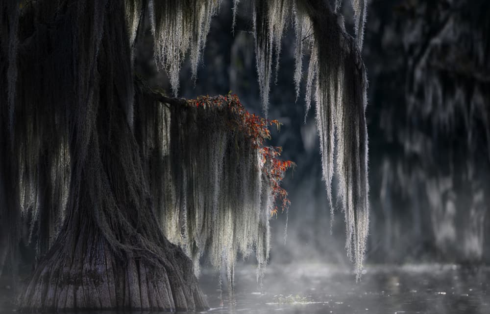 Misty Cypress Swamp by Larry Deng APA — canvas wall art