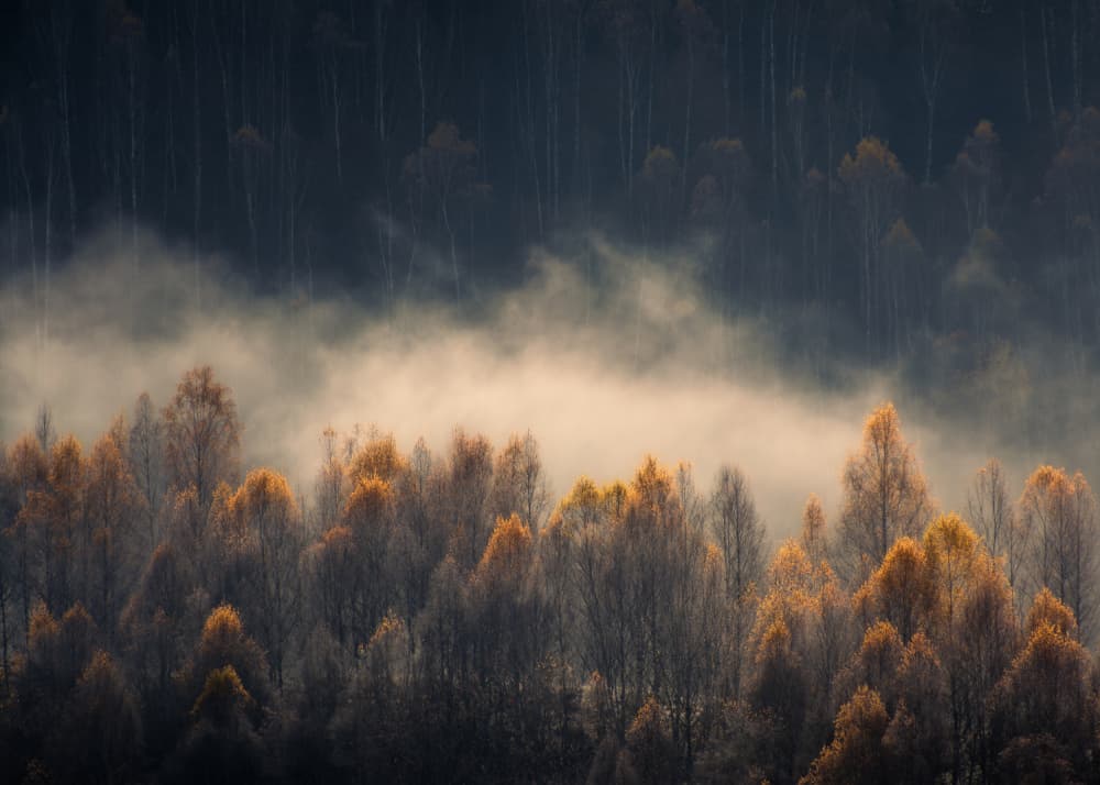 Misty Golden Forest