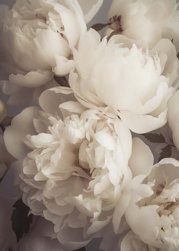 Soft White Peonies by Andreas Magnusson — canvas wall art