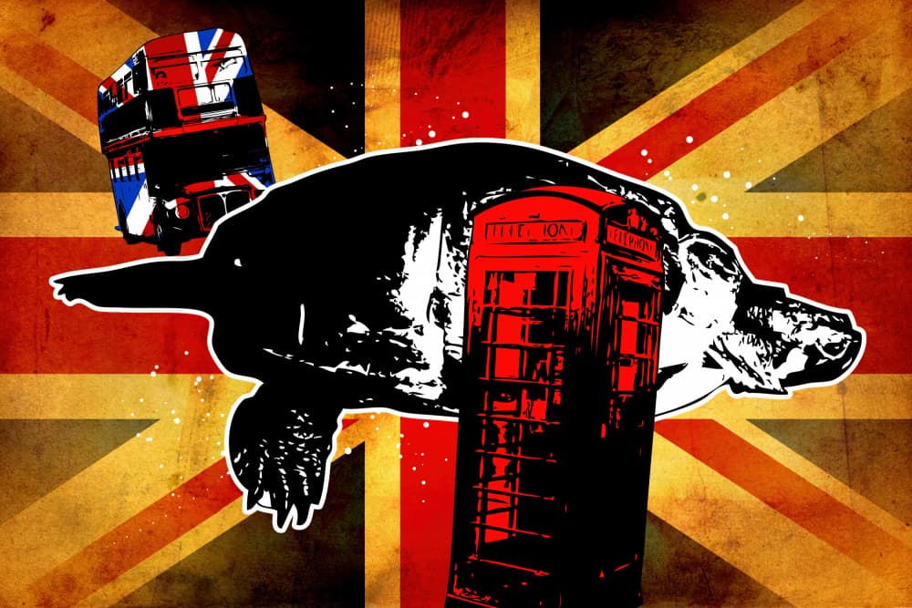London Icons Turtle by Rafal Kulik — canvas wall art