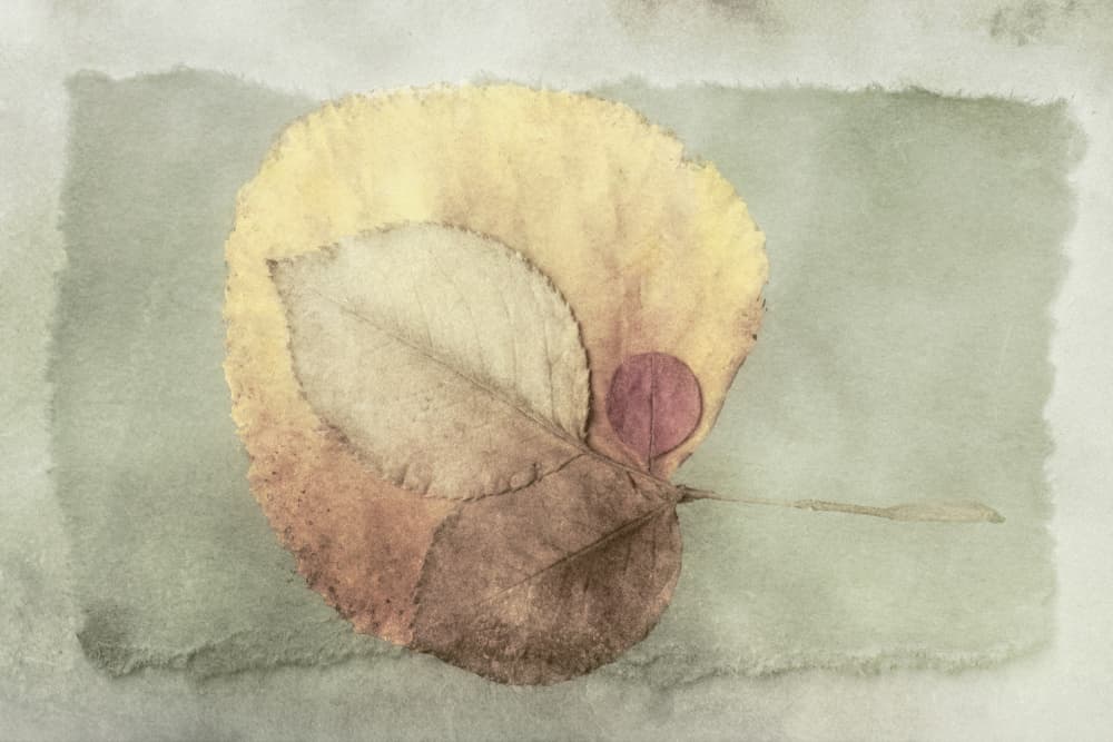 Layered Autumn Leaves by Cicek Kiral — canvas wall art