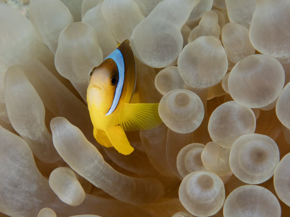 Vibrant Clownfish Anemone by Ilan Ben Tov — canvas wall art