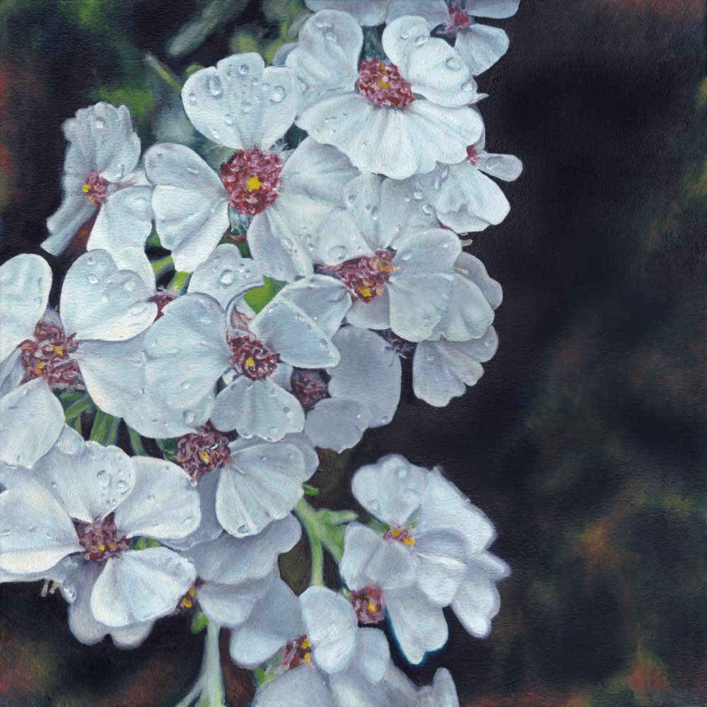 Dew Kissed White Flowers by Viccy Wanliss — canvas wall art