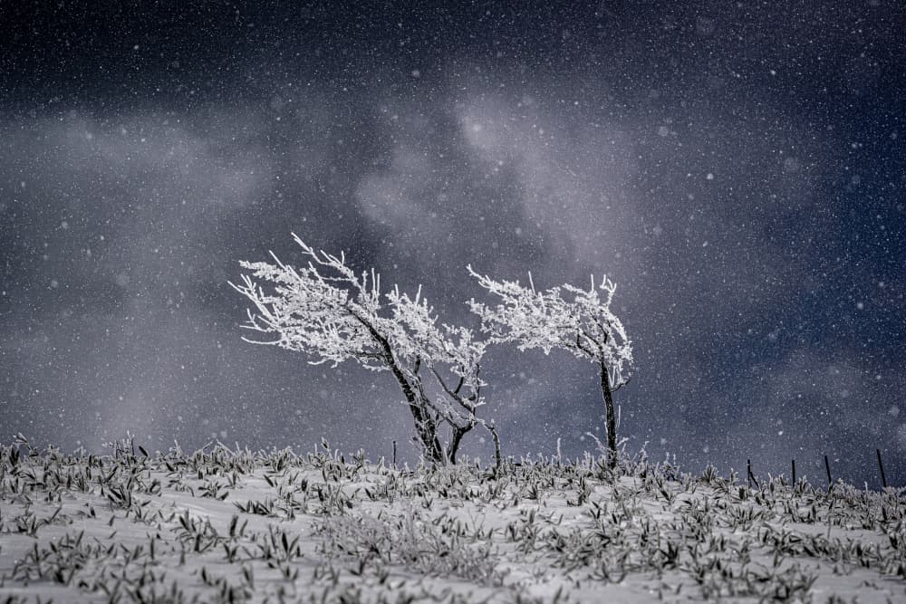 Frosted Trees Snowfall by Yuusuke Hisamitsu — canvas wall art