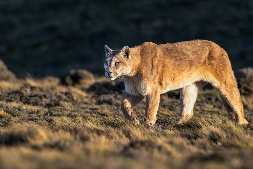 Golden Puma Alert by Jeffrey C. Sink — canvas wall art