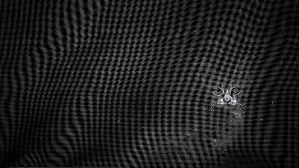 Curious Cat Behind Screen by djaniru — canvas wall art