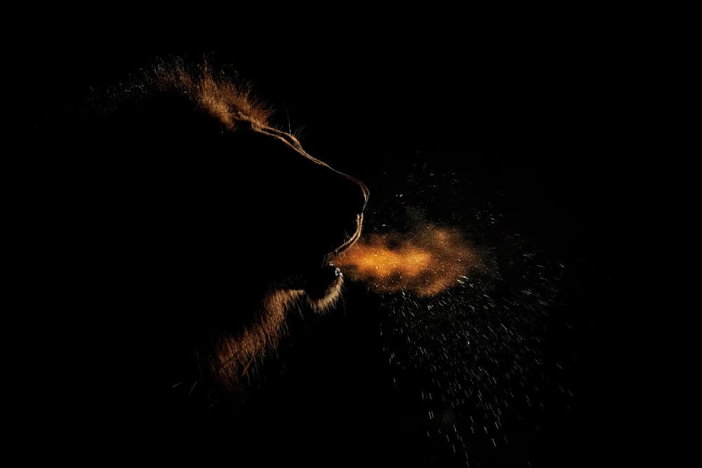 Golden Lion's Breath by Alessandro Catta — canvas wall art