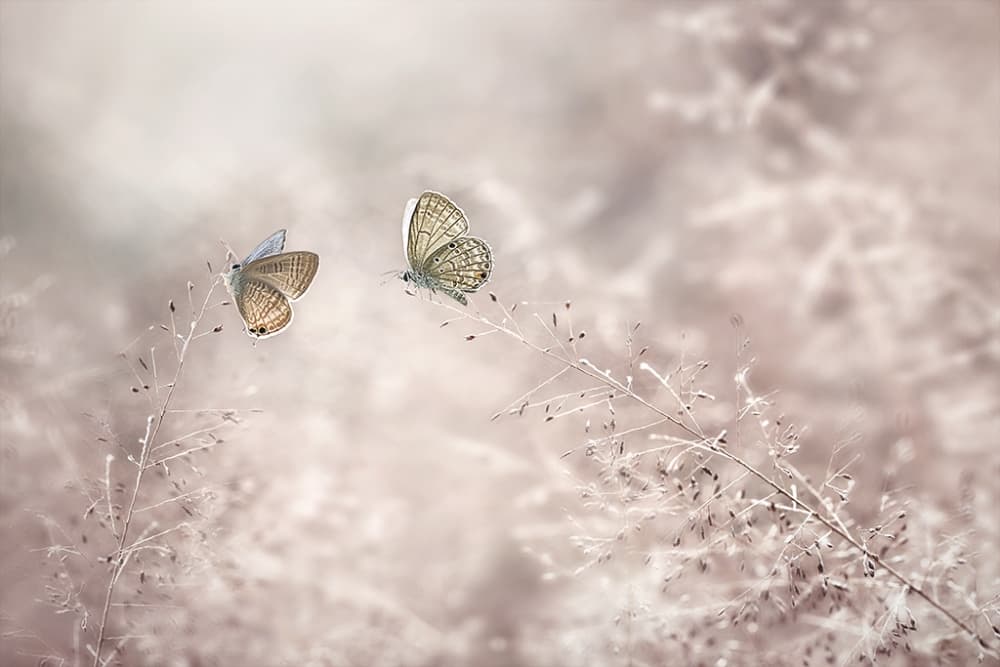 Gentle Butterflies in Nature by Edy Pamungkas — canvas wall art
