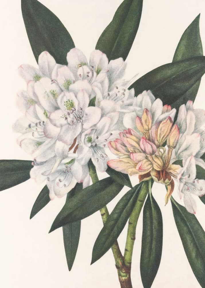 Rosebay Rhododendron From North American Wildflowers (1925) By Mary Vaux Walcott. by Mary Vaux Walcott — canvas wall art