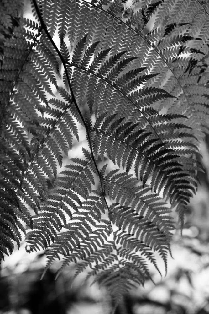 Fern Frond Shadows by Claudia Casal — canvas wall art