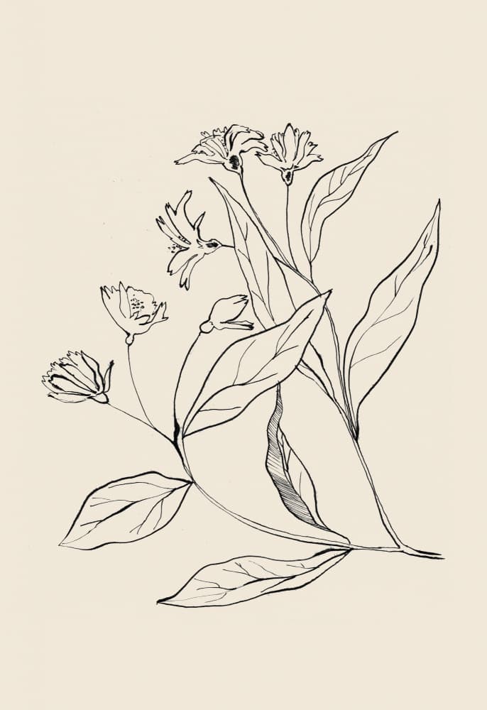 Delicate Botanical Drawing by Catalina Somolinos — canvas wall art