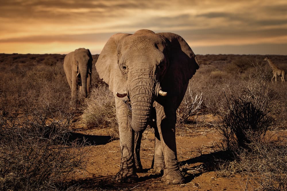 Elephants Golden Hour by Walter Lackner — canvas wall art