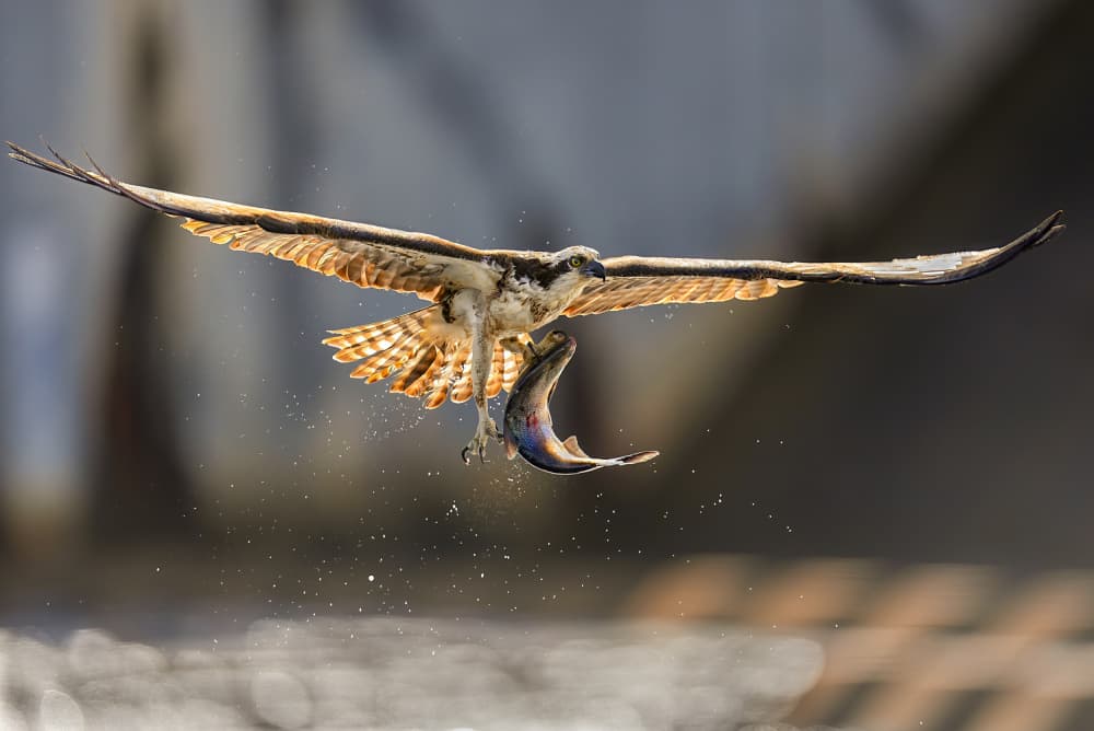 Osprey's Incredible Catch by Hannah & Wei — canvas wall art