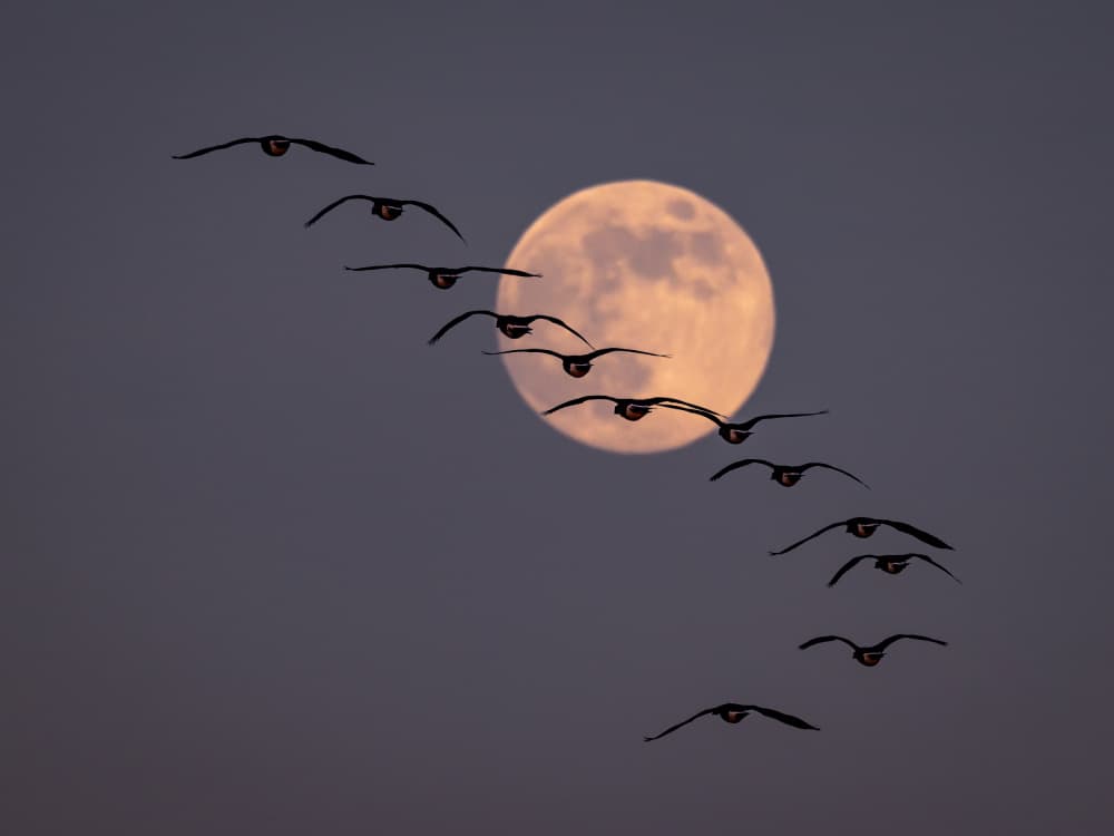 Birds Under Full Moon by Xiaohong Zhang — canvas wall art