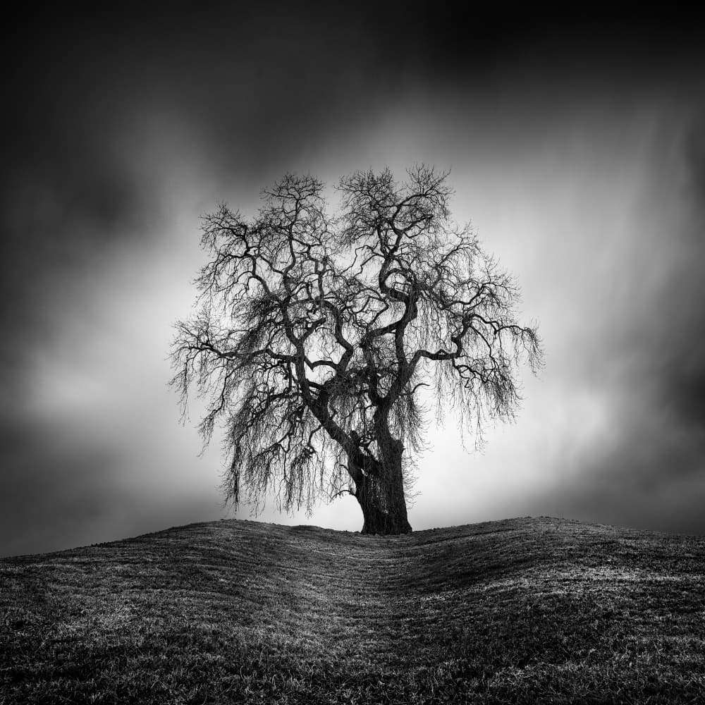 Lone Winter Tree by George Digalakis — canvas wall art