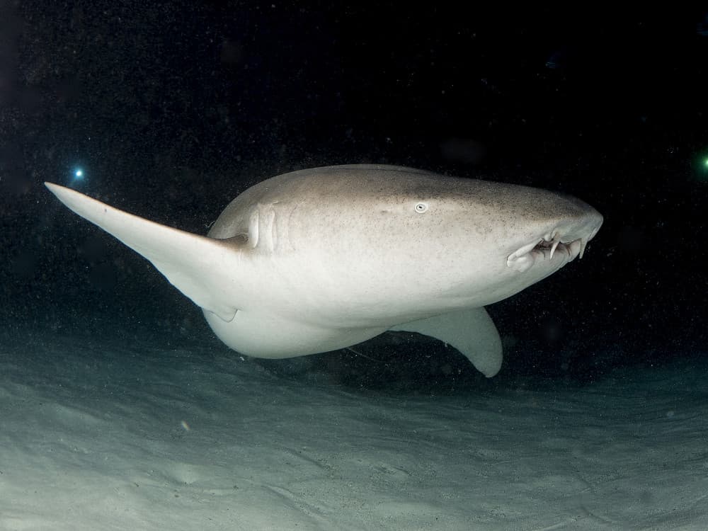 Nocturnal Nurse Shark by Ilan Ben Tov — canvas wall art