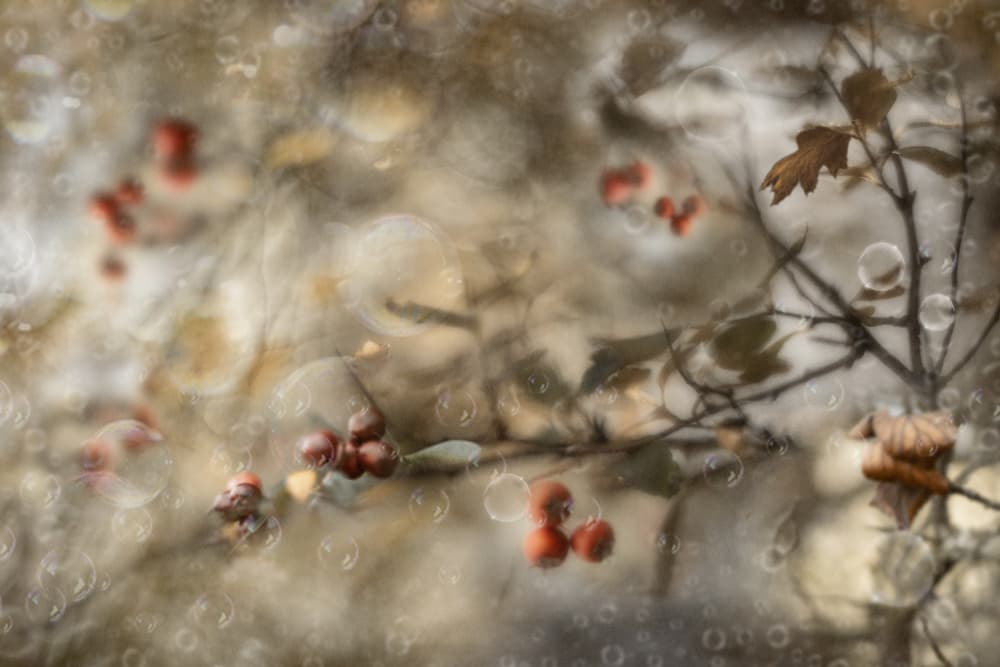 Soft Autumn Berries by Ewa Całkosińska-Kajzer — canvas wall art