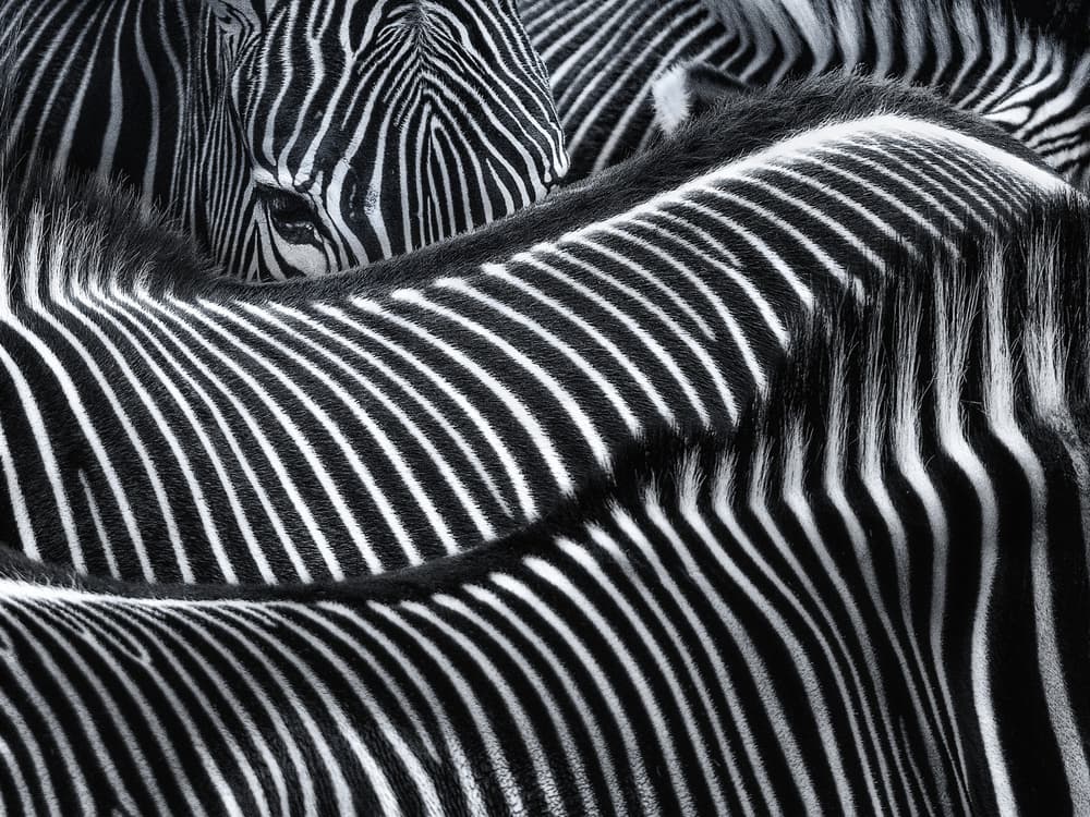 Abstract Zebra Patterns by Susanne Landolt — canvas wall art