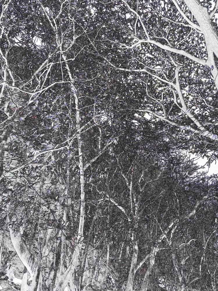 Ethereal Forest Canopy by Santhosh ch — canvas wall art