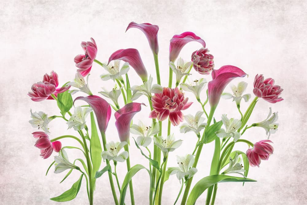 Fresh Pink And White Flowers by Lydia Jacobs — canvas wall art