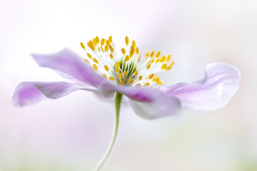 Wood Anemone by Mandy Disher — canvas wall art
