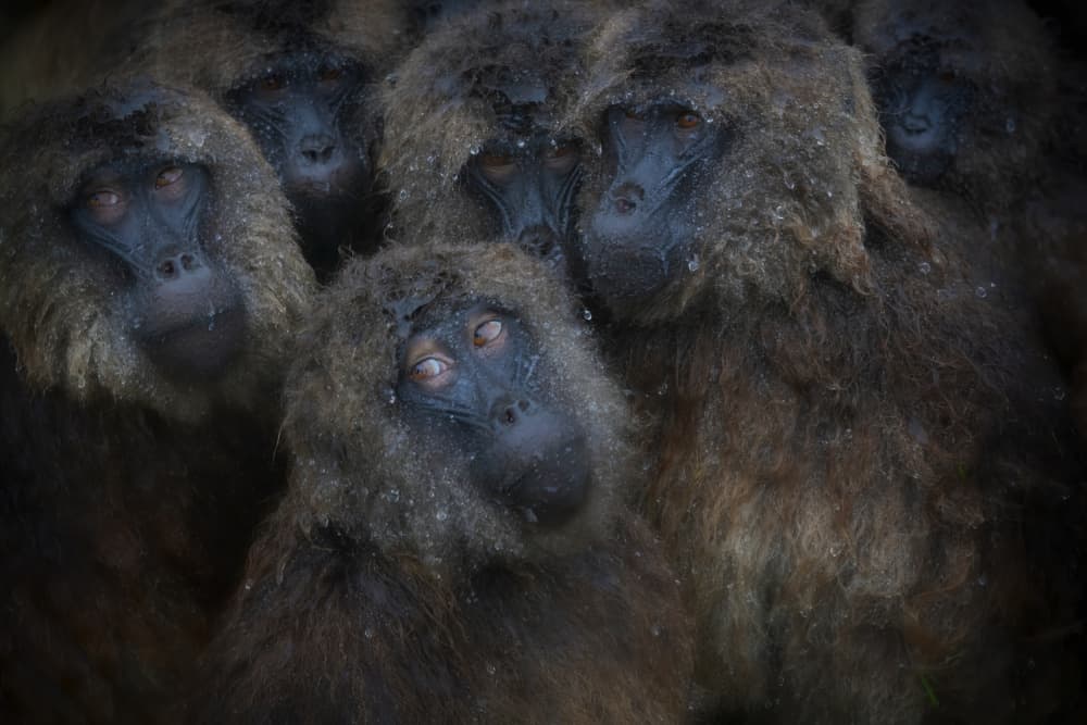 Soulful Gelada Huddle by Roberto Marchegiani — canvas wall art