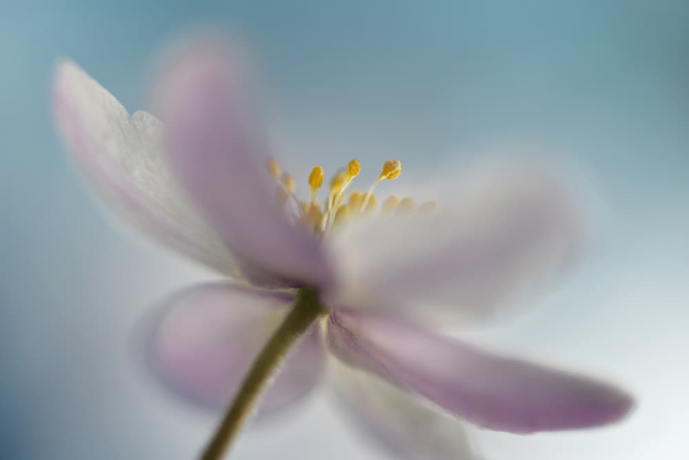 Dreamy White Flower by Heidi Westum — canvas wall art