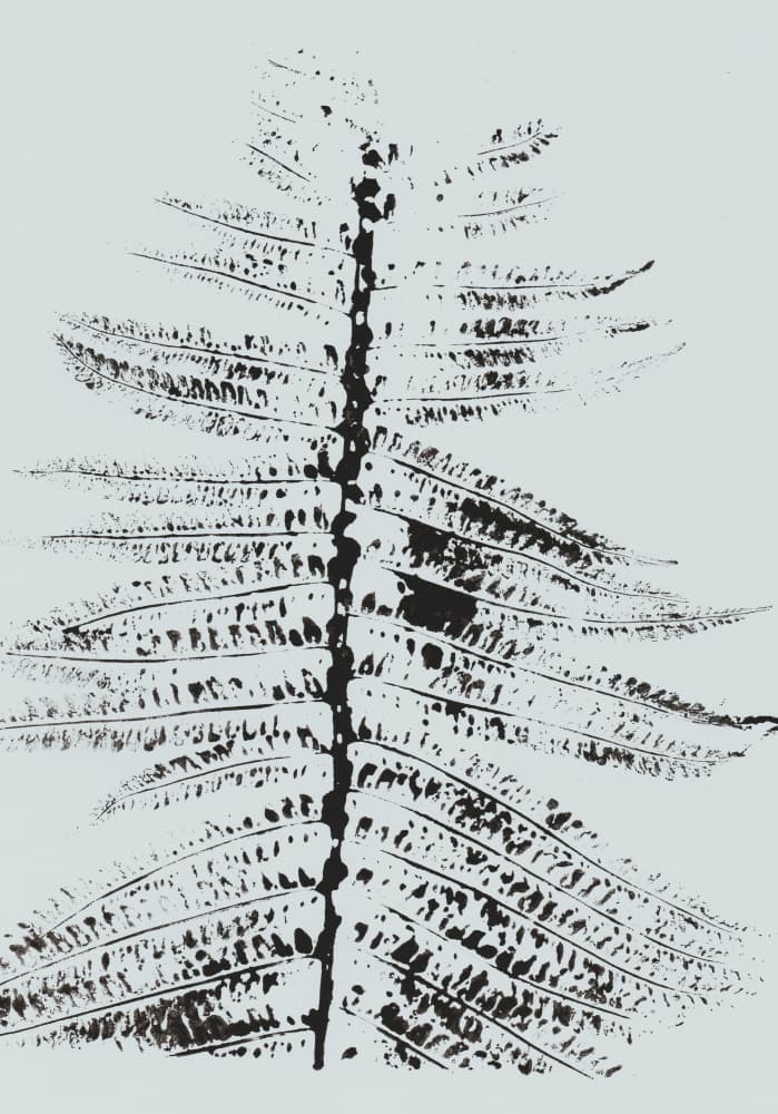 Black Ink Fern