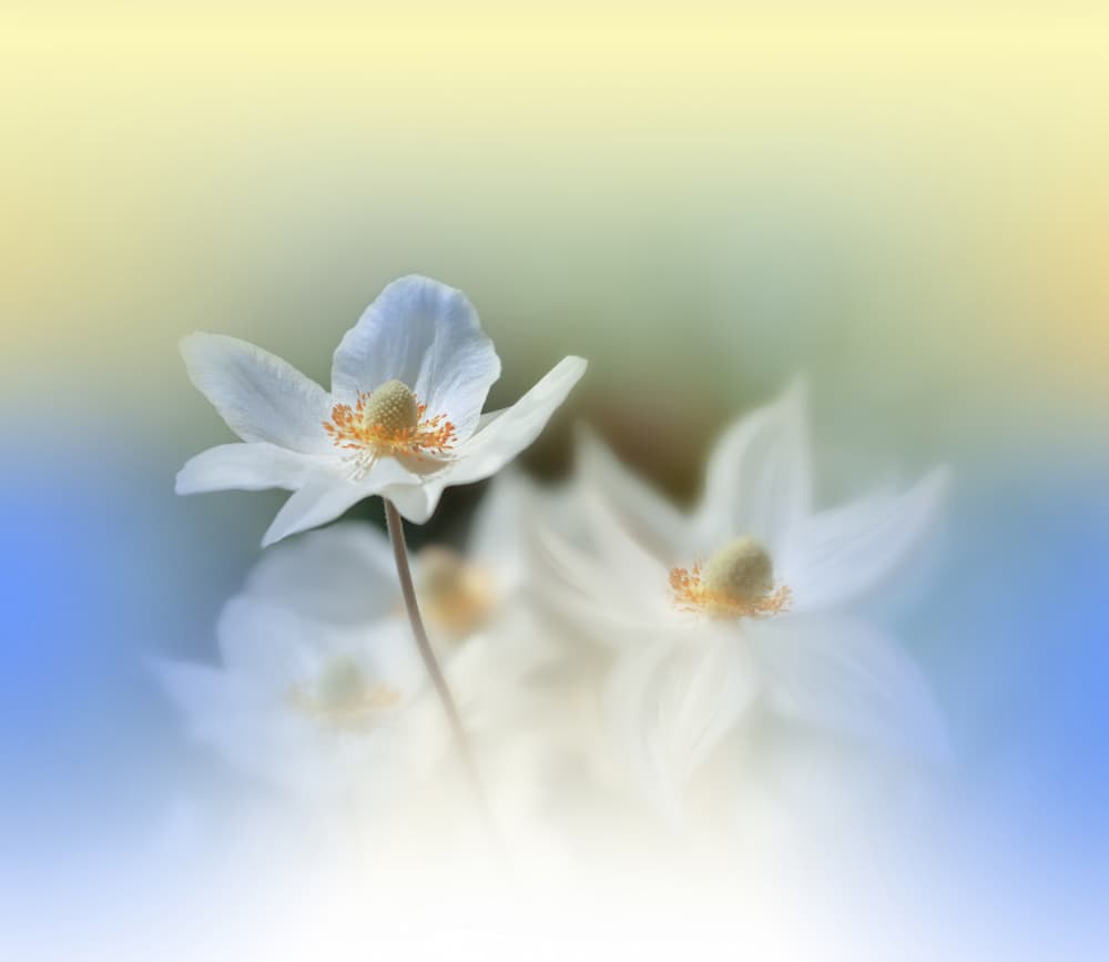 Dreamy White Blooms by Juliana Nan — canvas wall art