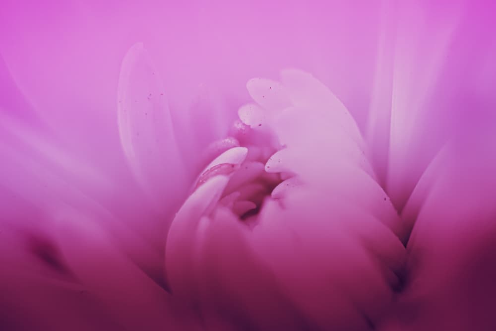 Dreamy Pink Bloom by Simon H — canvas wall art