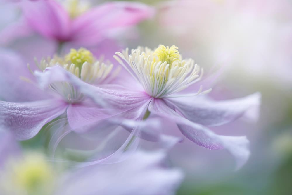 Soft Pastel Flowers by Jacky Parker — canvas wall art