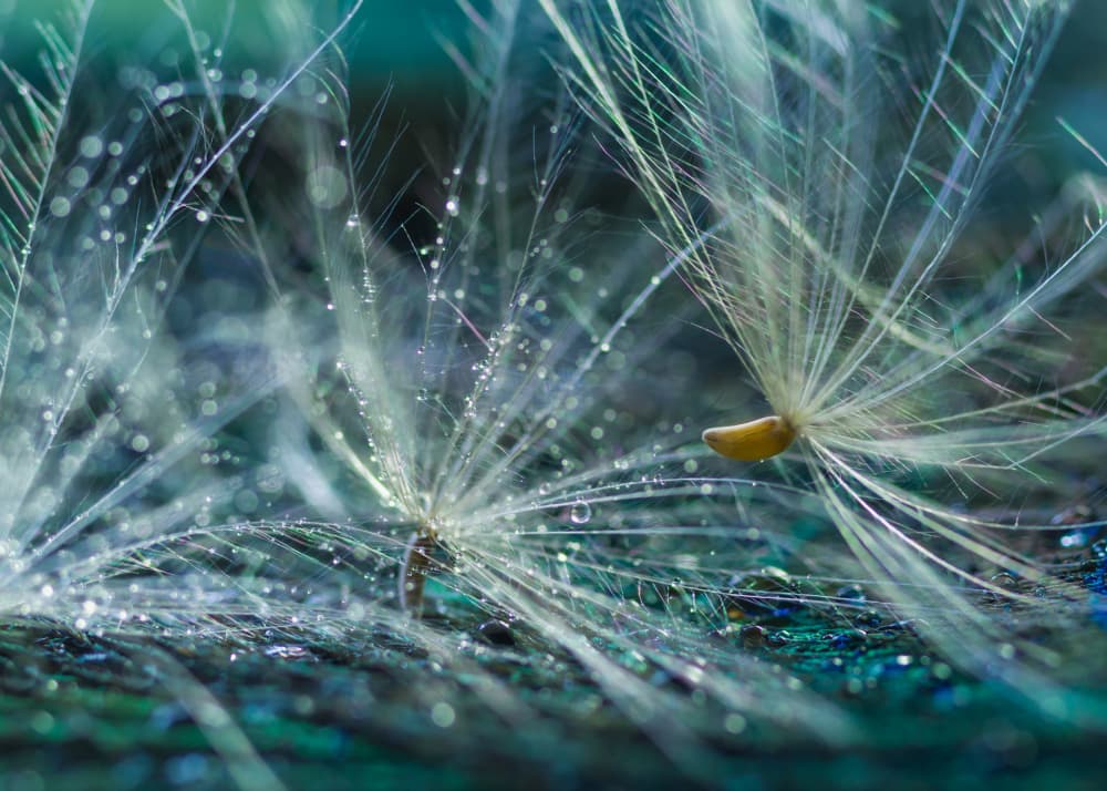Dandelion Dew Drops by Shihya Kowatari — canvas wall art