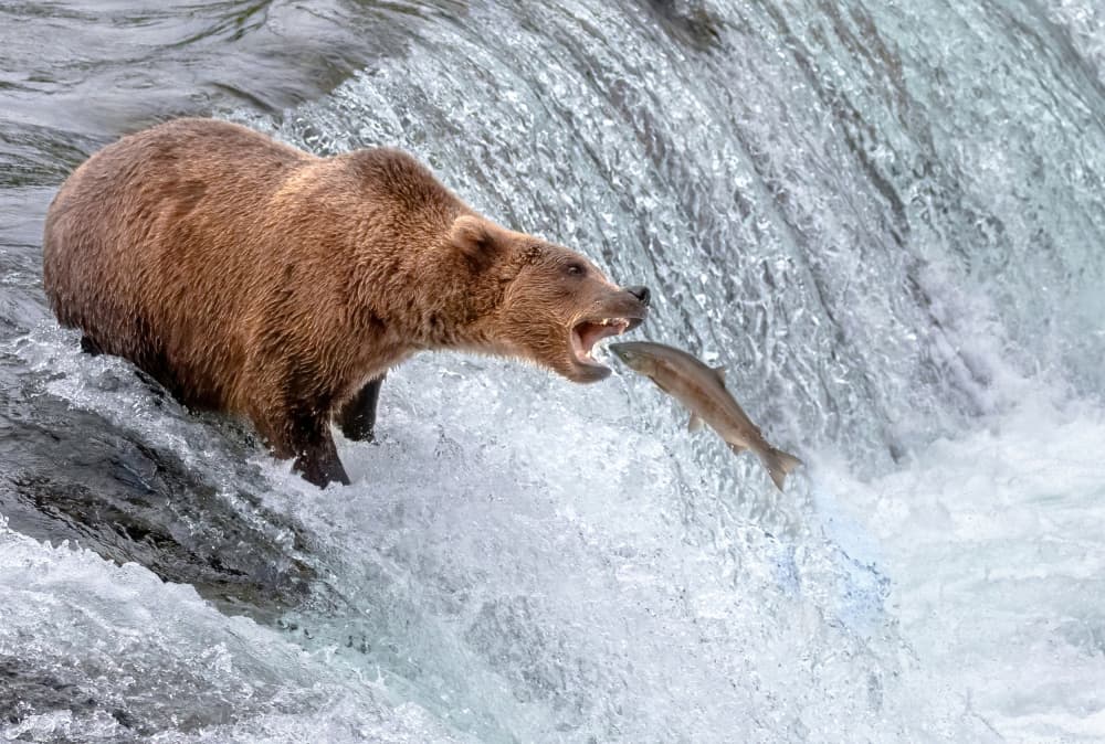 Wild Bear Catch by Jie Jin — canvas wall art