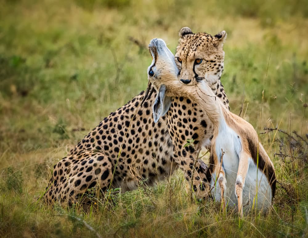 Cheetah Gazelle Hunt by Jie Fischer — canvas wall art