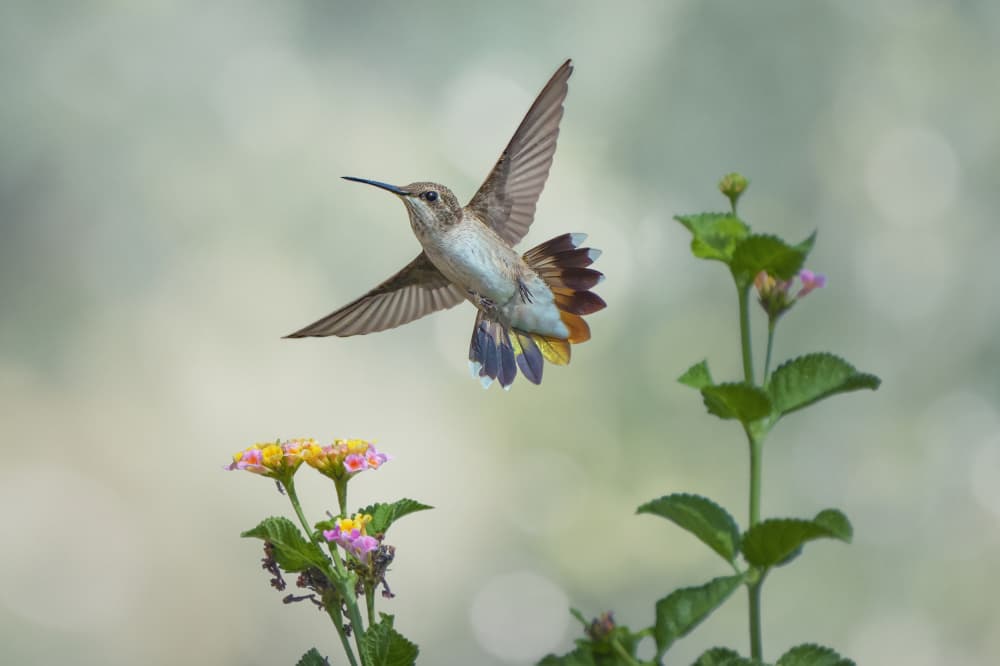 Vibrant Hummingbird Flight by Qing Zhao — canvas wall art