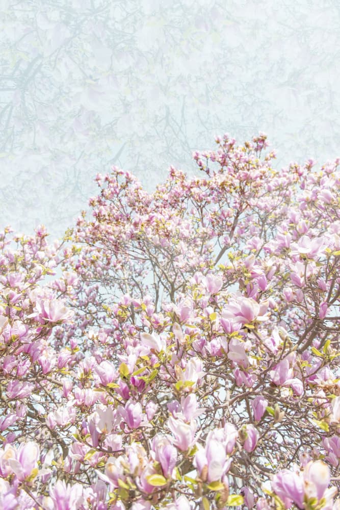Dreamy Pink Magnolia by Lynann Colligan — canvas wall art