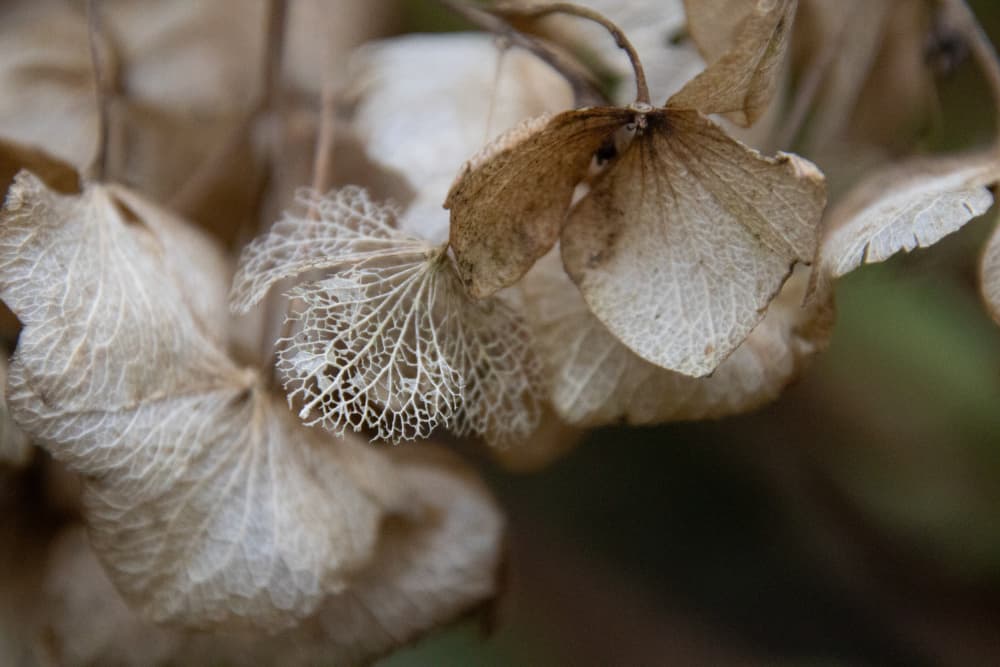 Dried Flower Skeleton by Ankie Kooi — canvas wall art