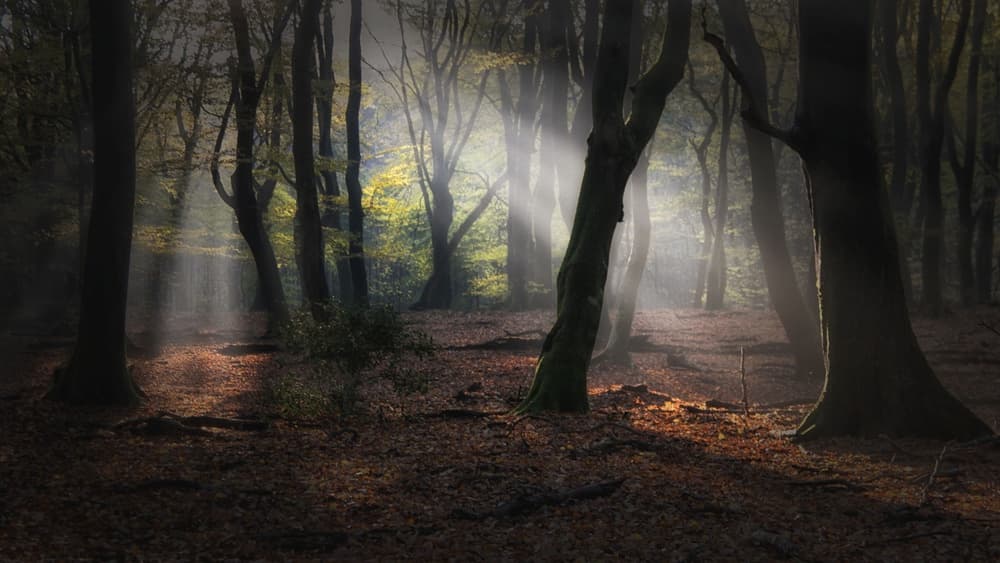 Misty Forest Sunbeams by Saskia Dingemans — canvas wall art
