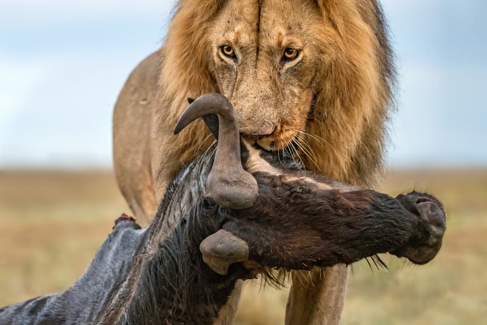 Powerful Lion's Catch by Xavier Ortega — canvas wall art